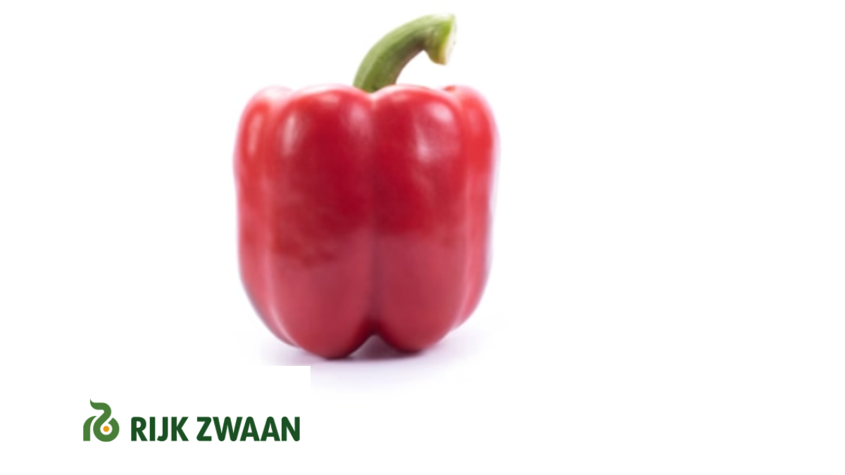 El Tour California de Rijk Zwaan reúne al sector en Berja y muestra el futuro del pimiento resistente al oídio.png